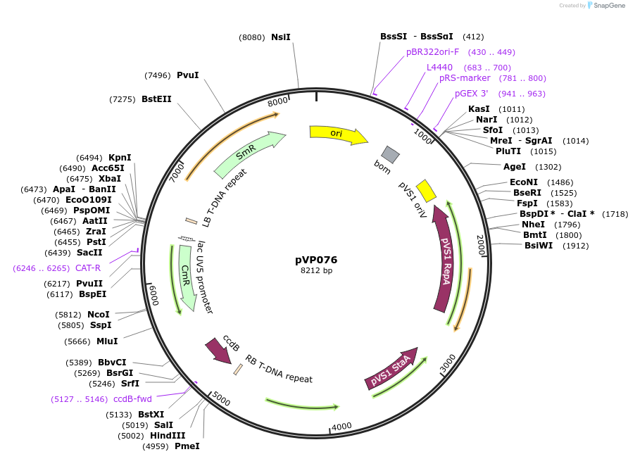 222028-plasmid-map-sequence-id-447309
