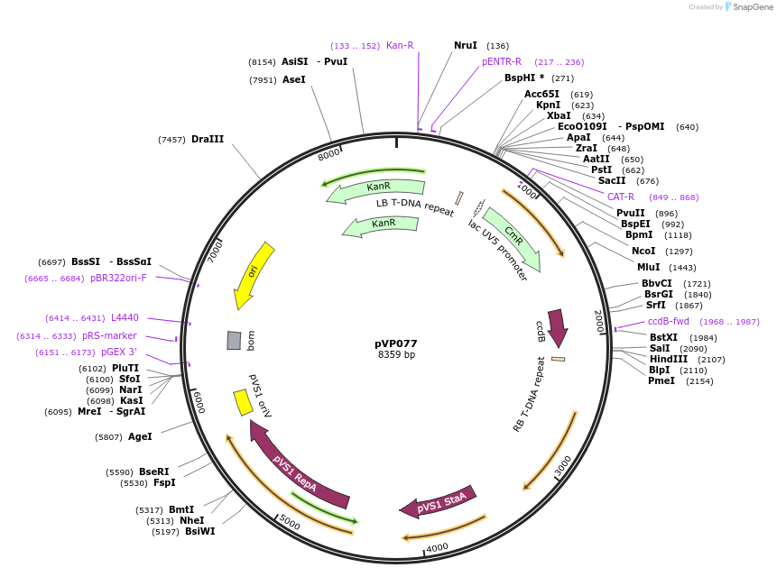 222029-plasmid-map-sequence-id-447312