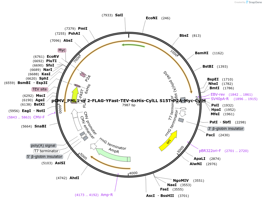 225061-plasmid-map-sequence-id-447317