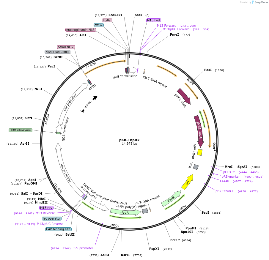 215334-plasmid-map-sequence-id-447325