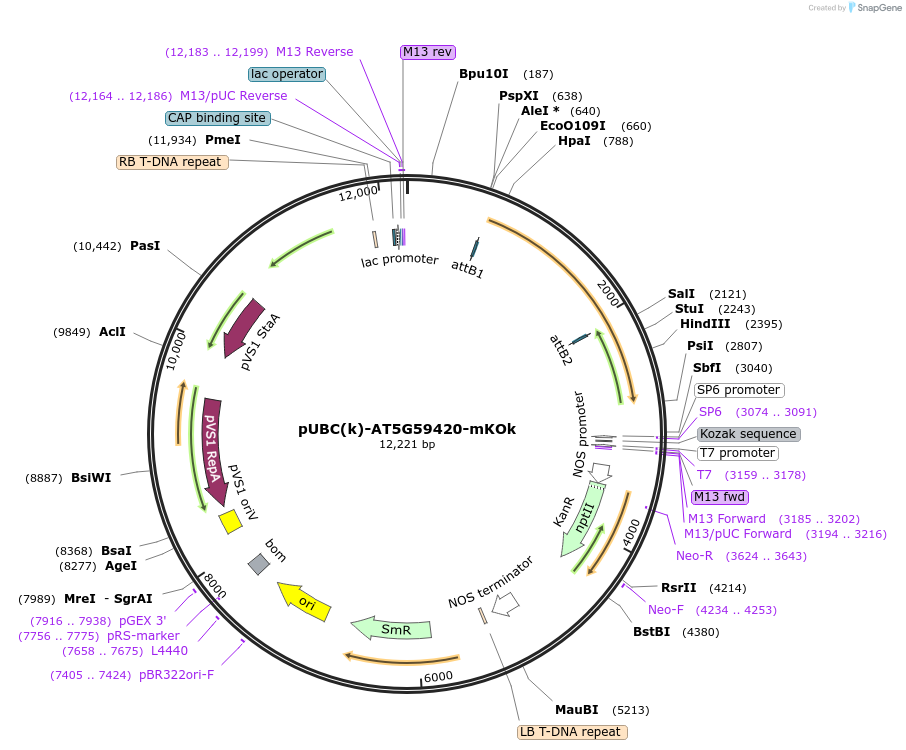 224855-plasmid-map-sequence-id-447335