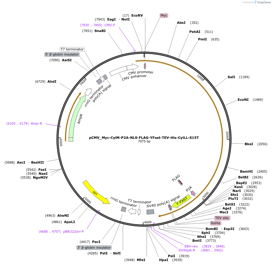225062-plasmid-map-sequence-id-447343