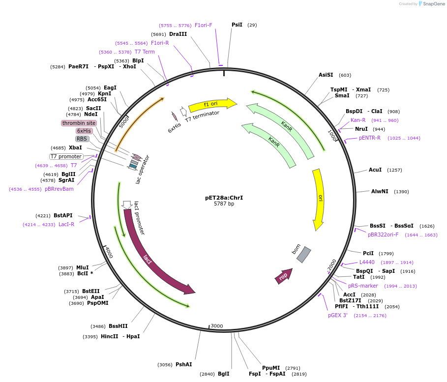 225085-plasmid-map-sequence-id-447347