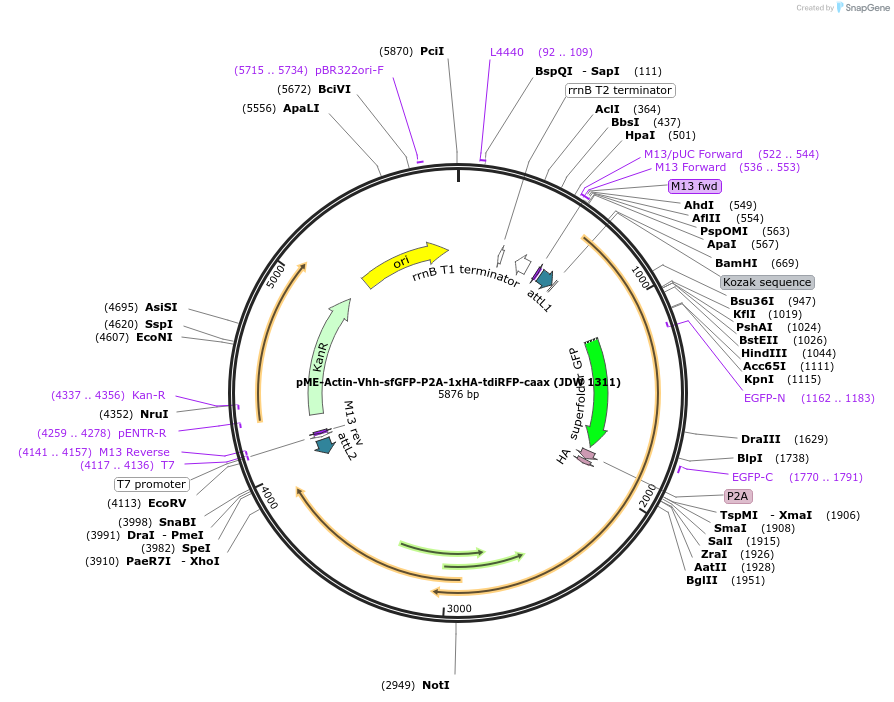 224497-plasmid-map-sequence-id-447355