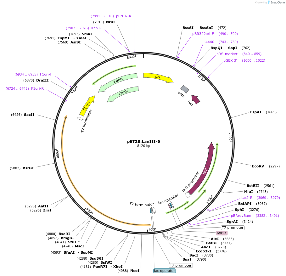 225076-plasmid-map-sequence-id-447357
