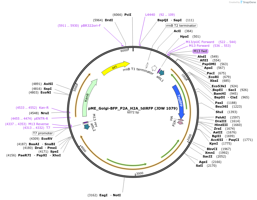 224491-plasmid-map-sequence-id-447359