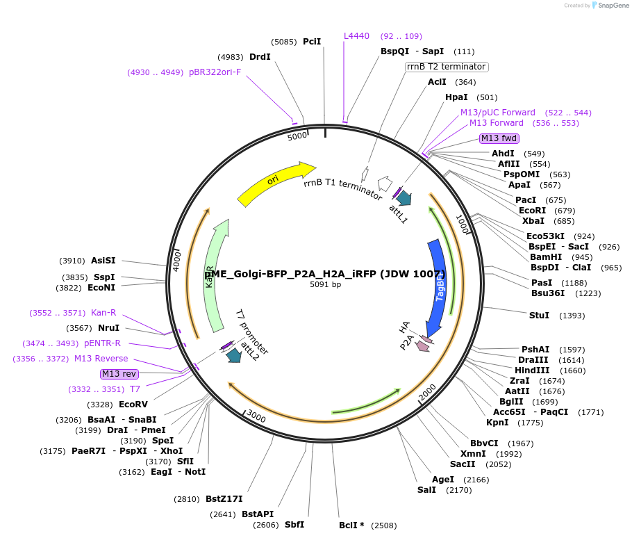 224490-plasmid-map-sequence-id-447361