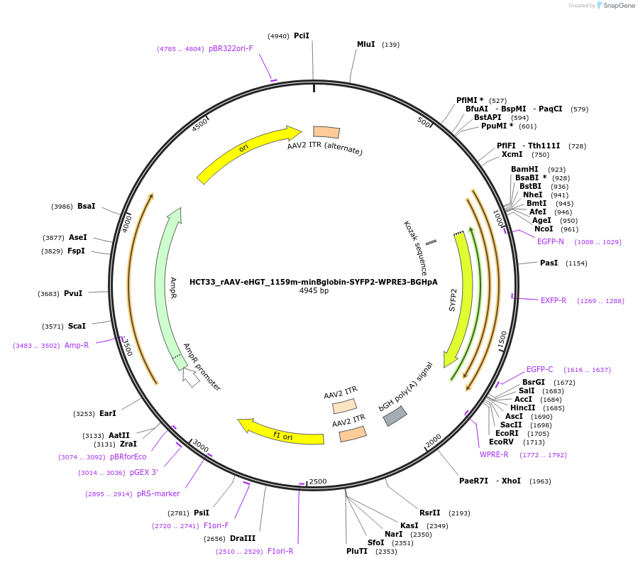 223915-plasmid-map-sequence-id-447419