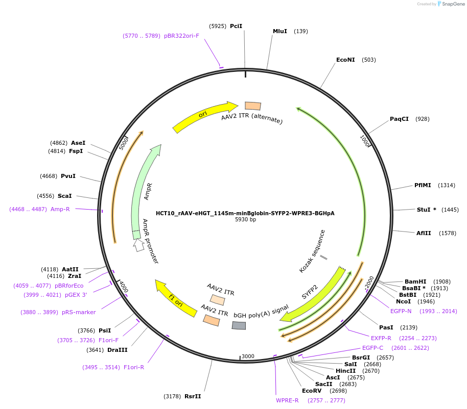 223908-plasmid-map-sequence-id-447423