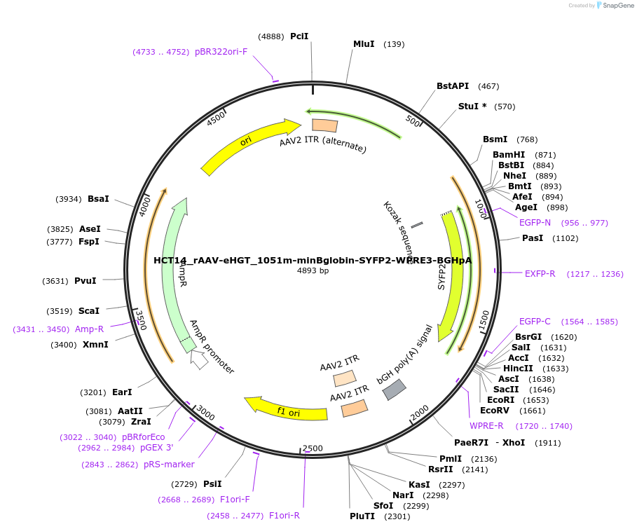 223912-plasmid-map-sequence-id-447425