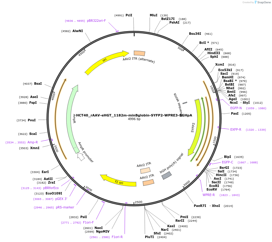 223917-plasmid-map-sequence-id-447426