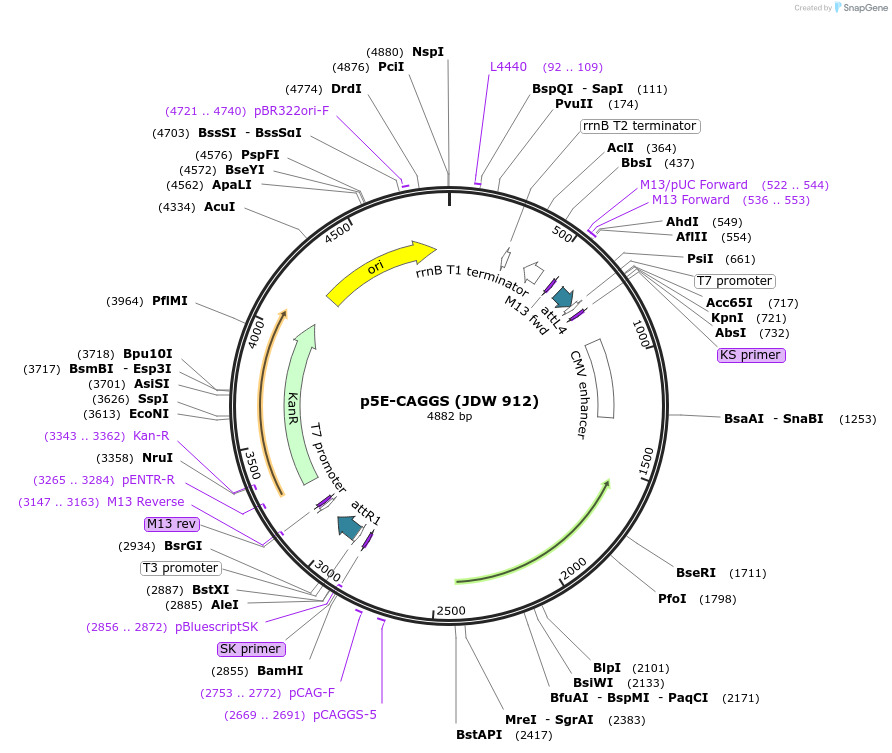 224472-plasmid-map-sequence-id-447428