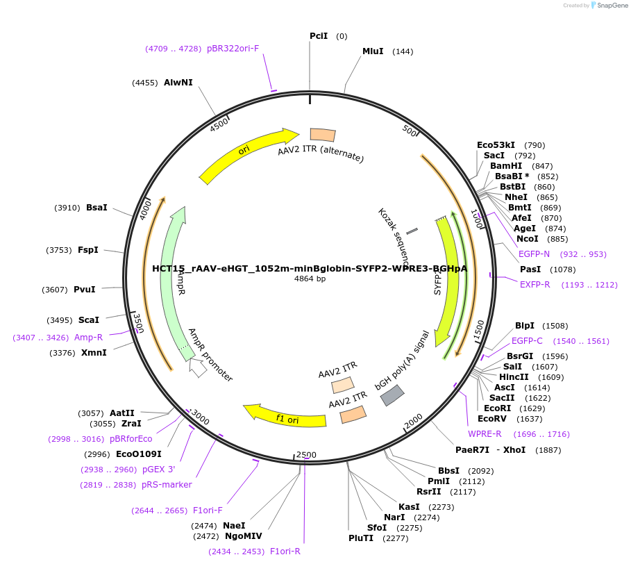 223913-plasmid-map-sequence-id-447432