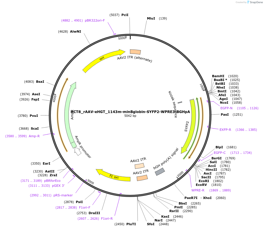 223906-plasmid-map-sequence-id-447433