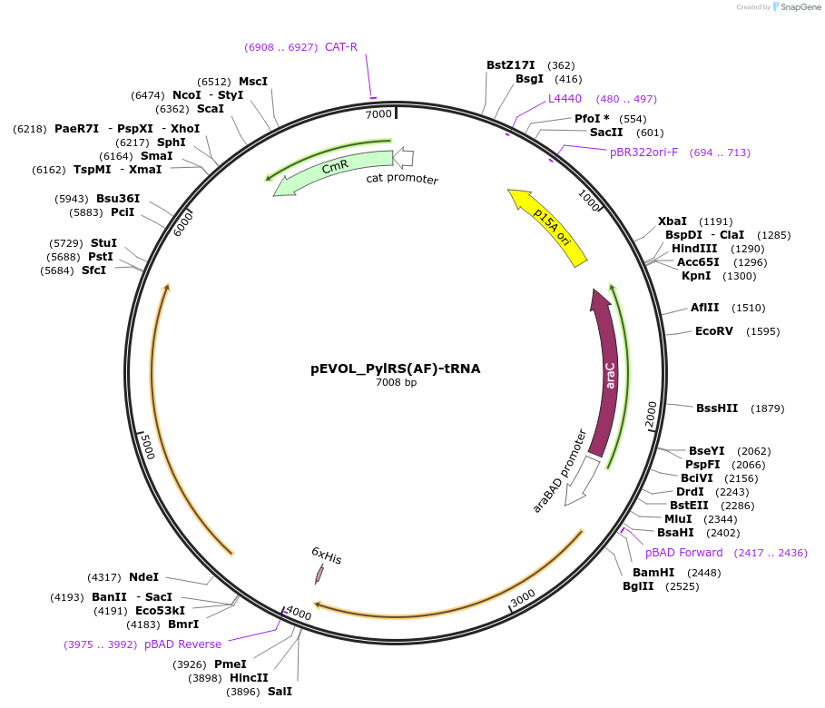 223511-plasmid-map-sequence-id-447439