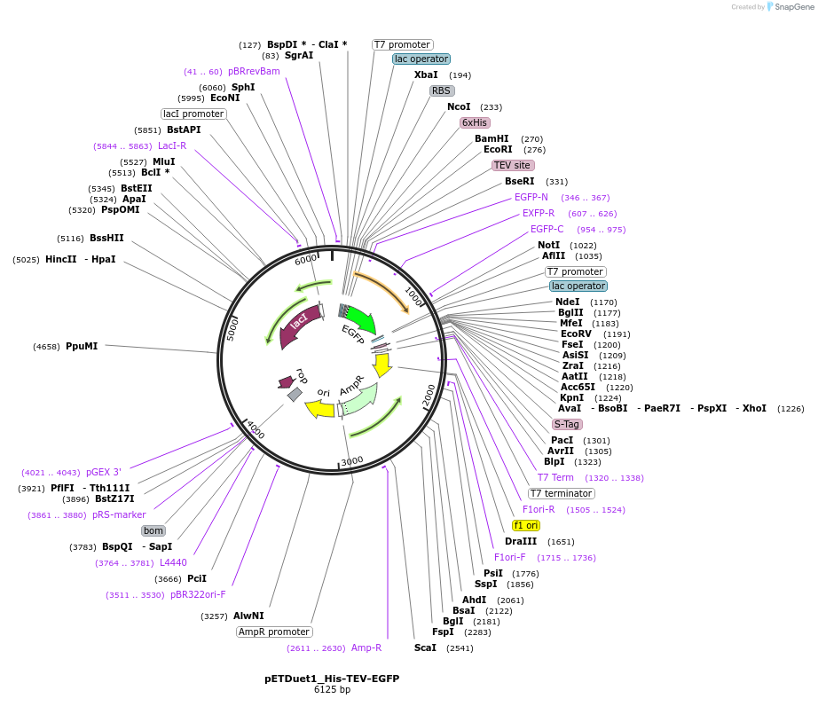 223723-plasmid-map-sequence-id-447441