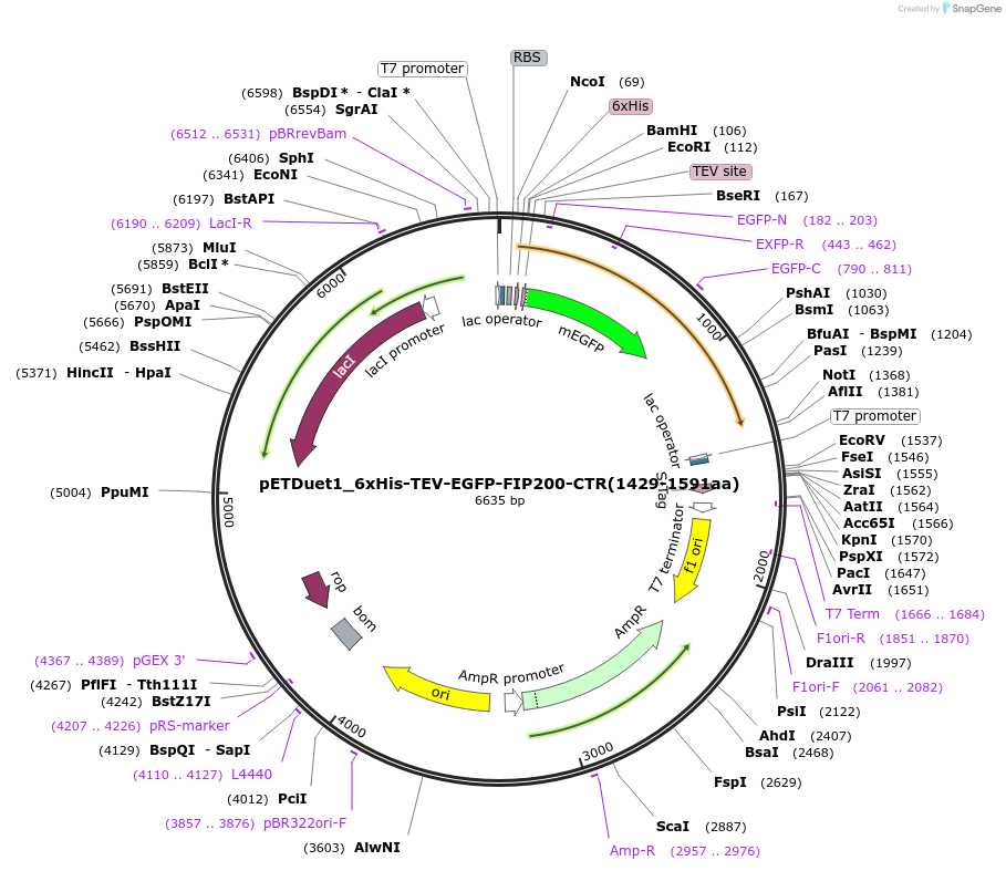 223724-plasmid-map-sequence-id-447442