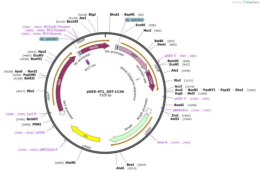 223726-plasmid-map-sequence-id-447444