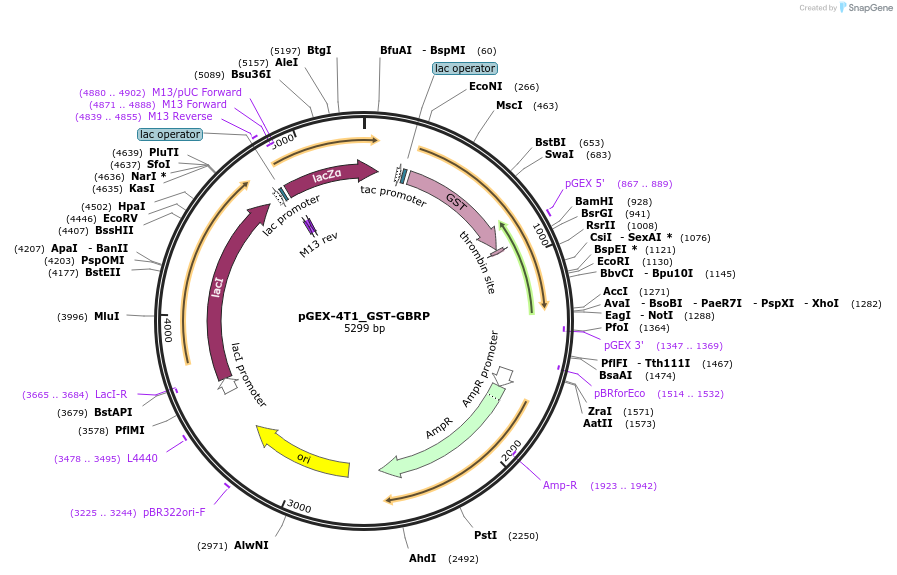 223728-plasmid-map-sequence-id-447446