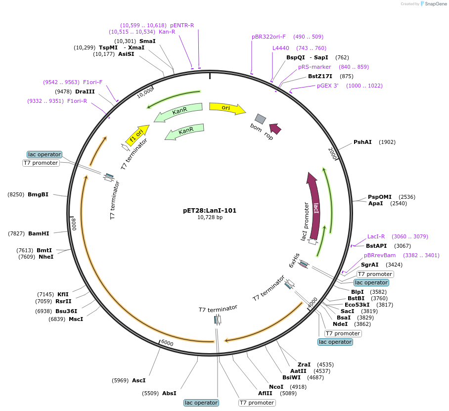 225065-plasmid-map-sequence-id-447449