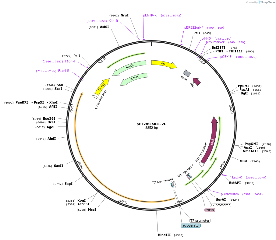 225070-plasmid-map-sequence-id-447450
