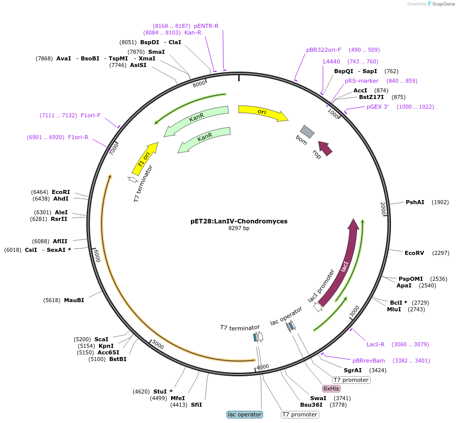 225078-plasmid-map-sequence-id-447452