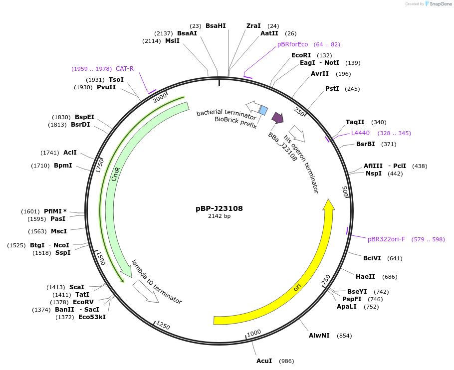 72964-plasmid-map-sequence-id-447485