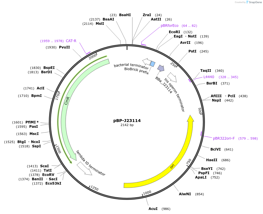 72965-plasmid-map-sequence-id-447486