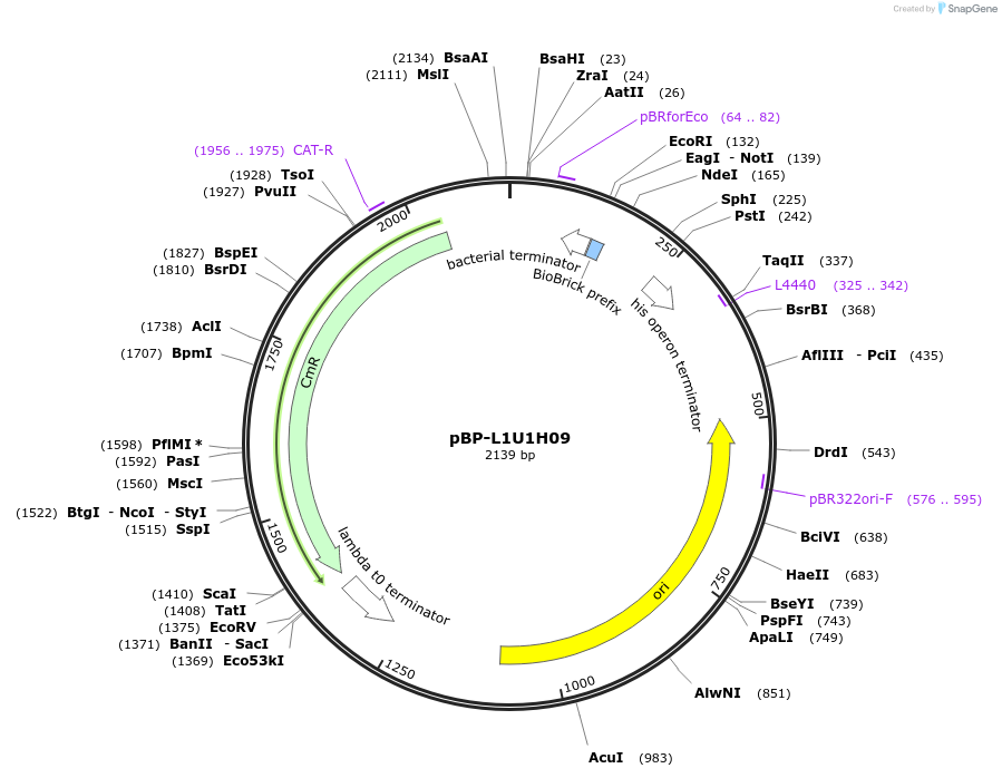 73008-plasmid-map-sequence-id-447488