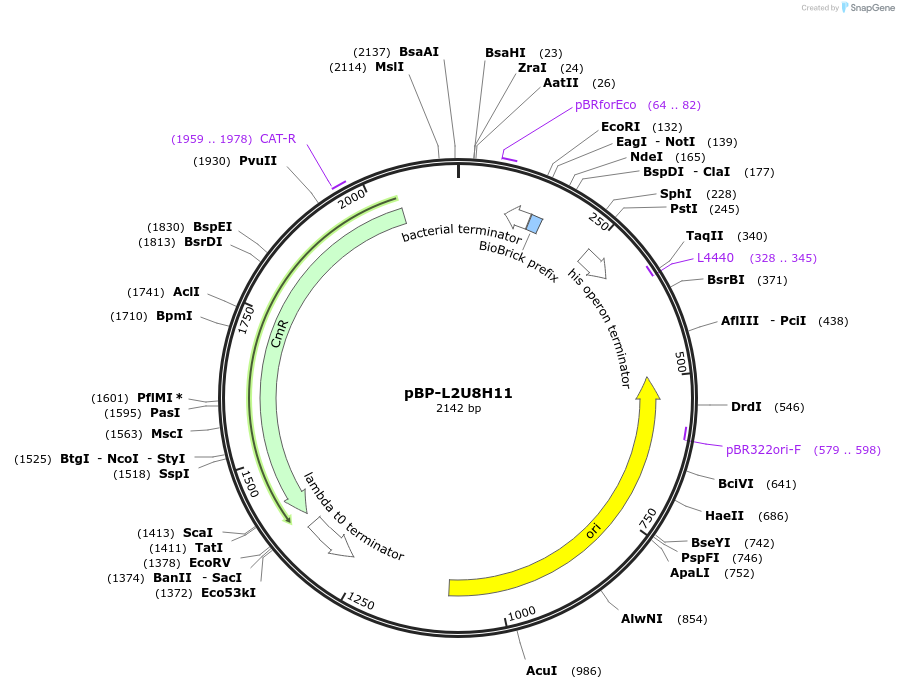73003-plasmid-map-sequence-id-447493
