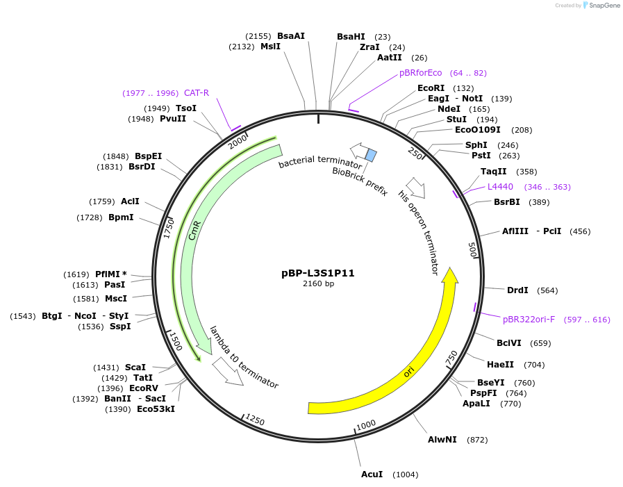 73002-plasmid-map-sequence-id-447494