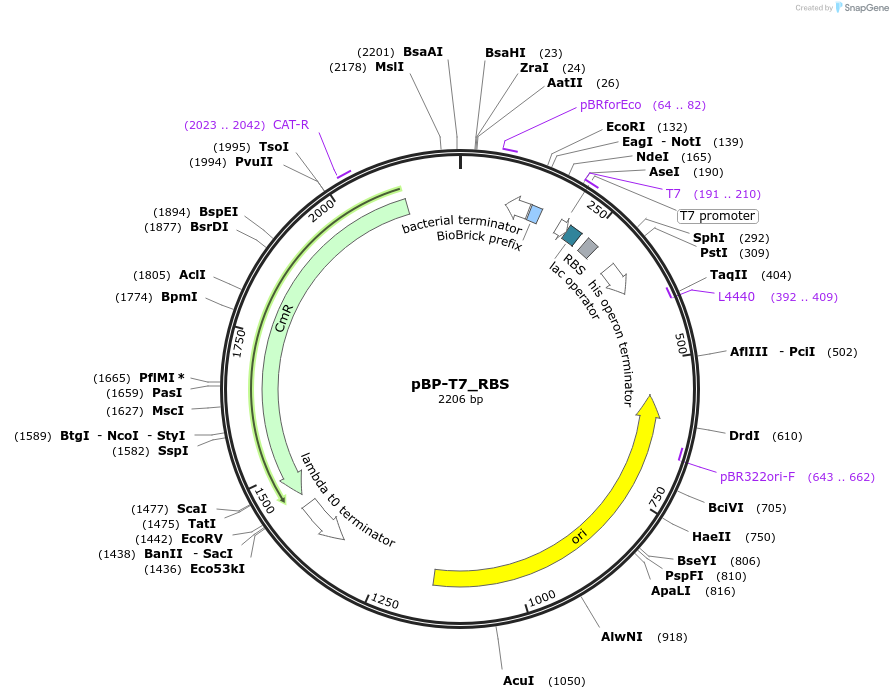 72978-plasmid-map-sequence-id-447502