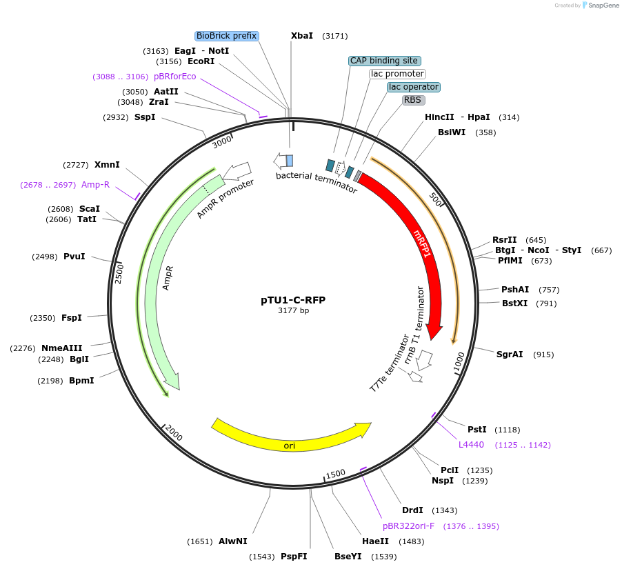 72941-plasmid-map-sequence-id-447509