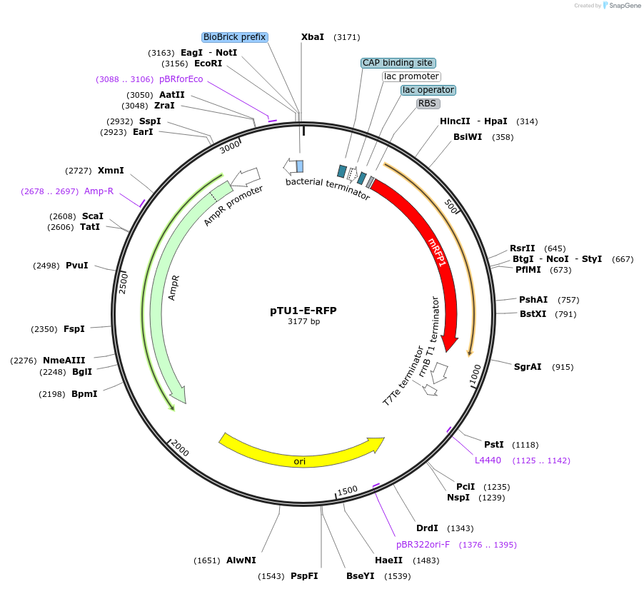 72944-plasmid-map-sequence-id-447513