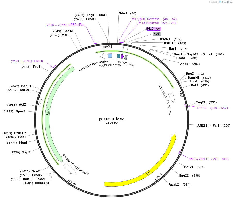 72951-plasmid-map-sequence-id-447518