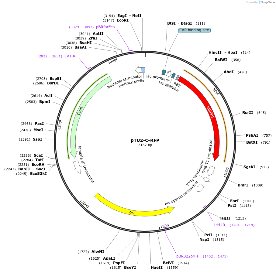 72956-plasmid-map-sequence-id-447519