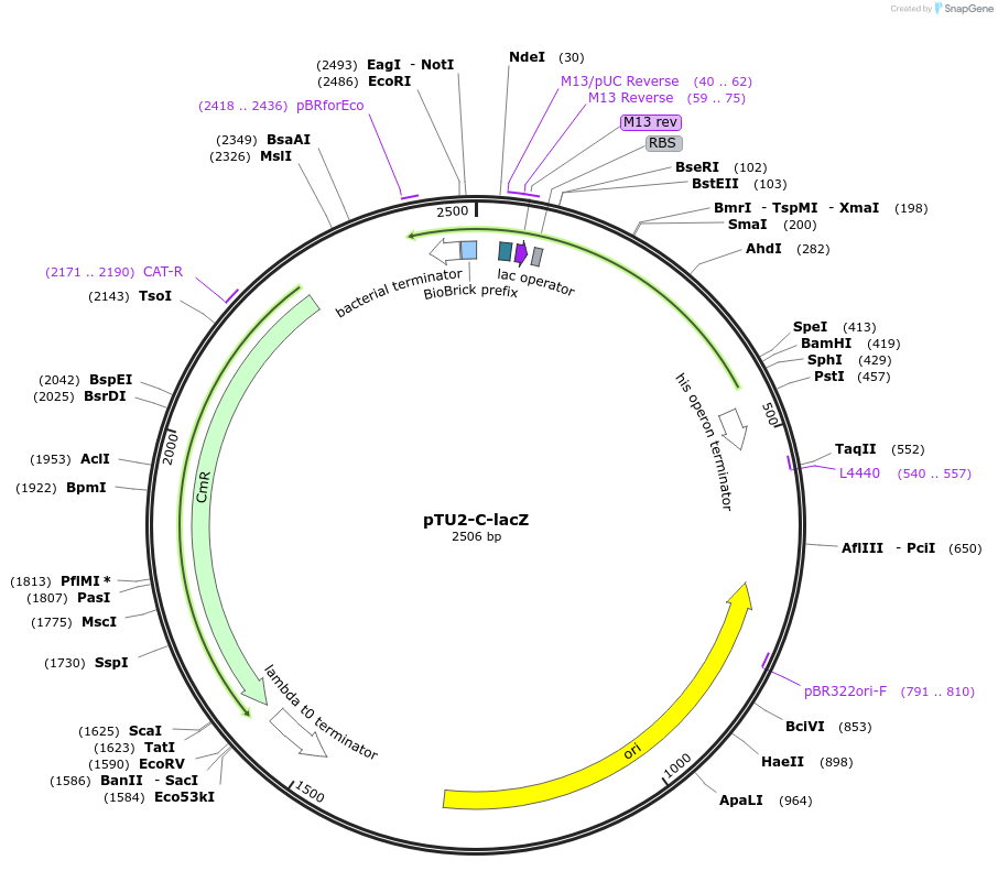 72952-plasmid-map-sequence-id-447520