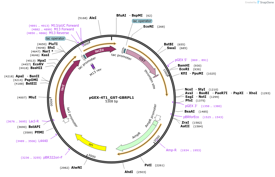 223729-plasmid-map-sequence-id-447544