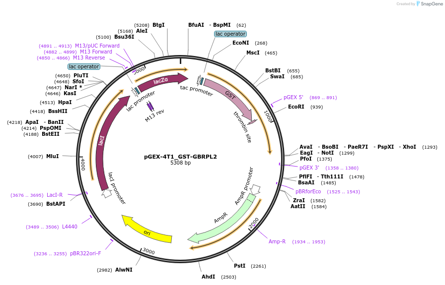 223730-plasmid-map-sequence-id-447545