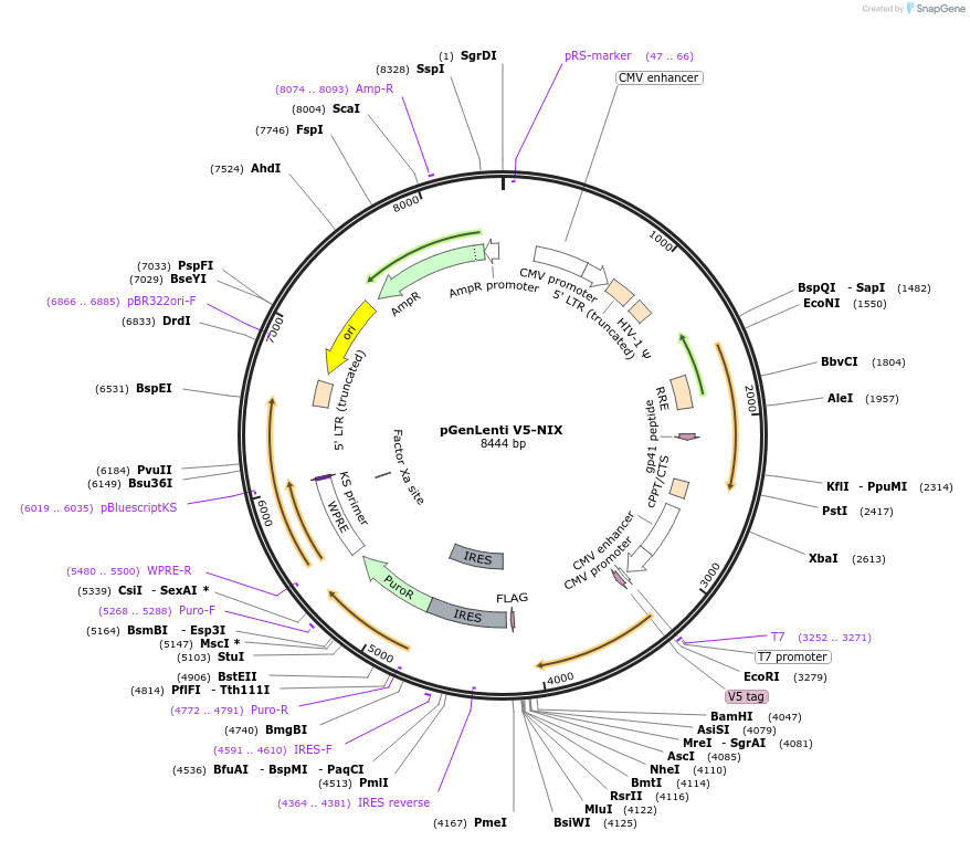 223731-plasmid-map-sequence-id-447547