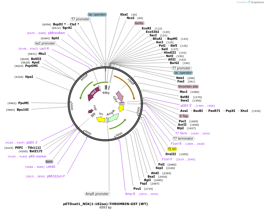 223733-plasmid-map-sequence-id-447548