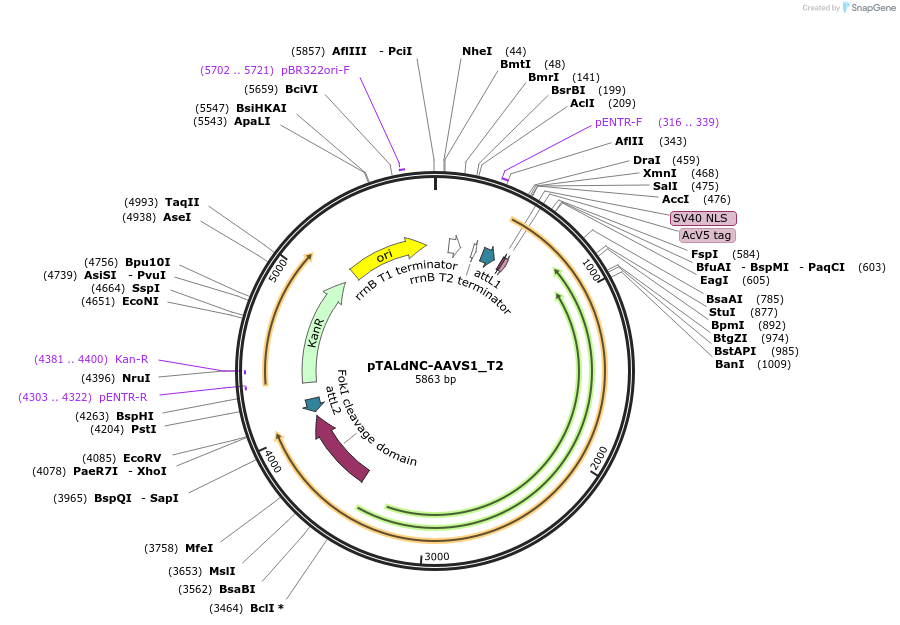80496-plasmid-map-sequence-id-447559