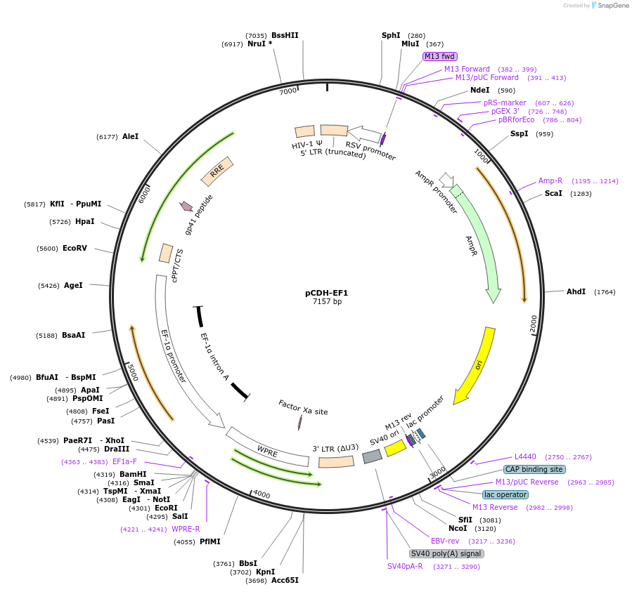 72266-plasmid-map-sequence-id-447561