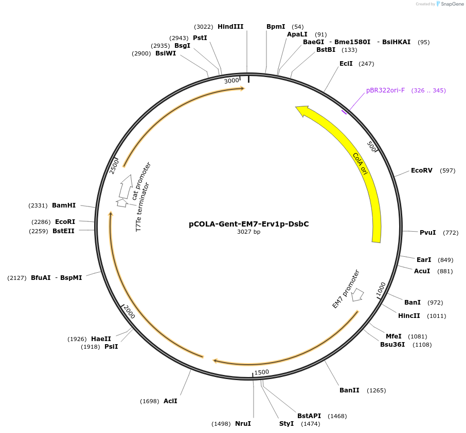 202485-plasmid-map-sequence-id-447573