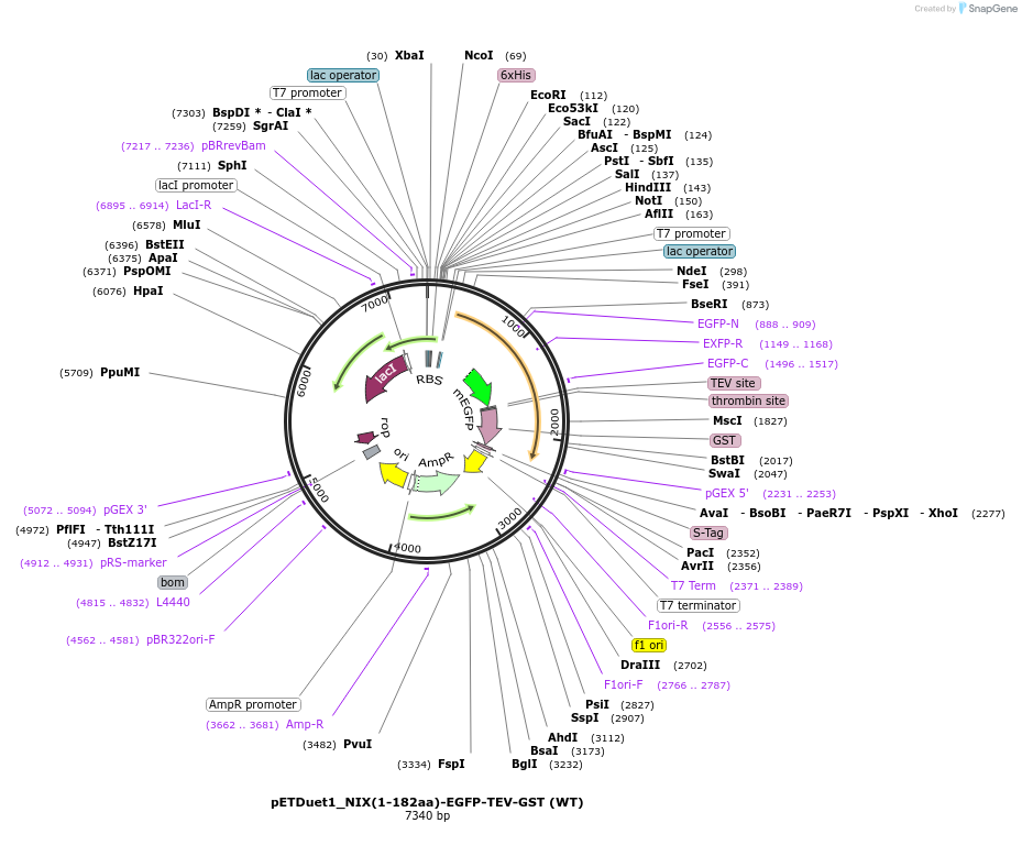 223736-plasmid-map-sequence-id-447580