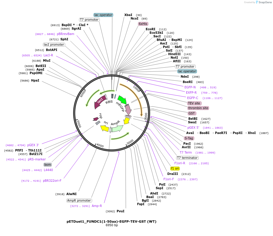 223737-plasmid-map-sequence-id-447581