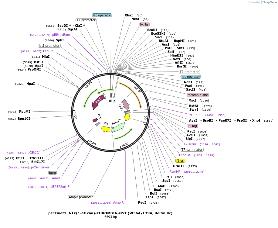 223738-plasmid-map-sequence-id-447582