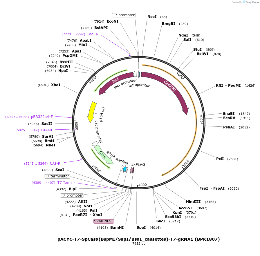 223065-plasmid-map-sequence-id-447614