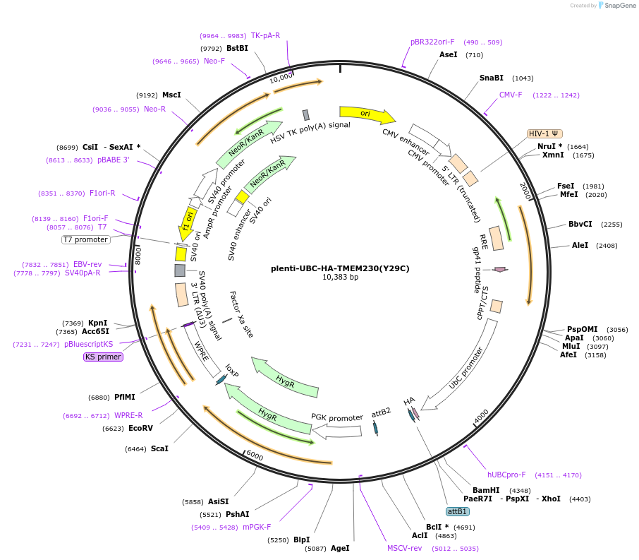 225520-plasmid-map-sequence-id-447617