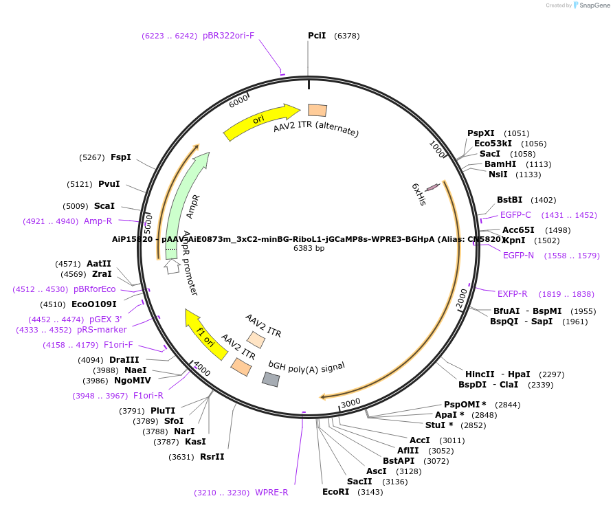 224205-plasmid-map-sequence-id-447619